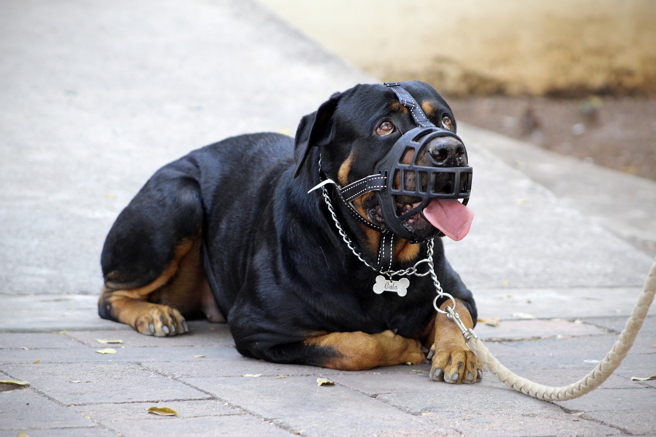 Use fucinheira no seu rottweiler