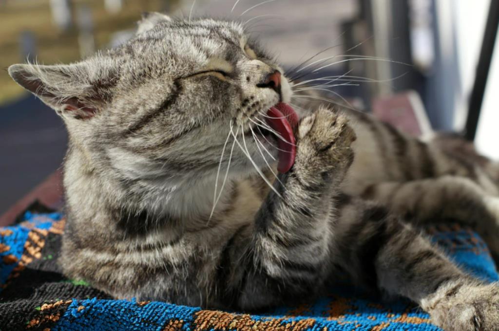 Gatos amizades infinita