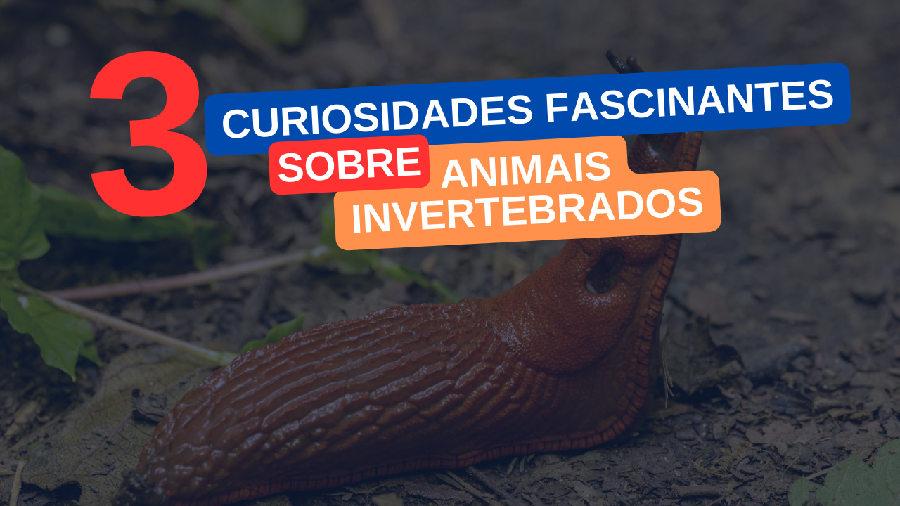 Animais Invertebrados