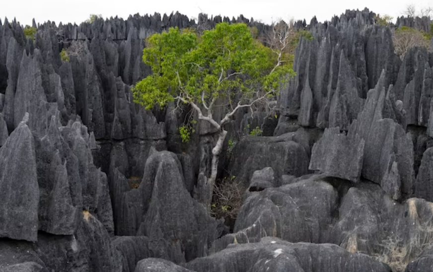 Arvores de Pedras