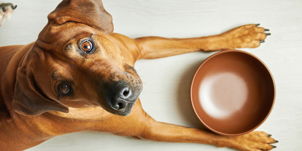 Alimente o seu cachorro corretamente