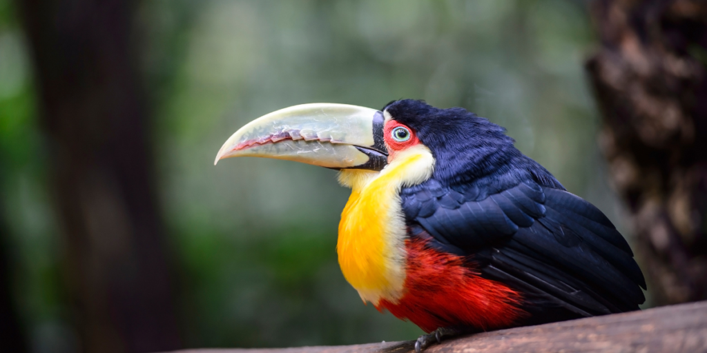 Dúvidas Comuns sobre os Parques Nacionais do Brasil