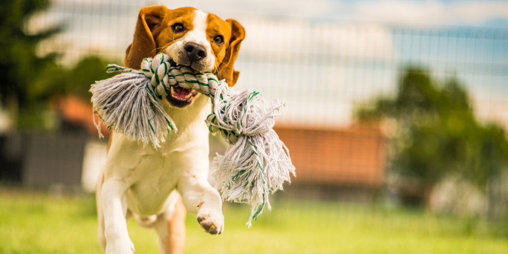 Eduque o seu cachorro com amor e paciência