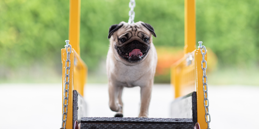 Exercite o seu cachorro regularmente