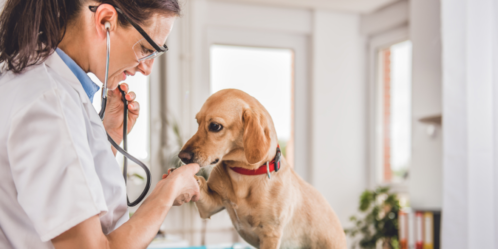 Leve o seu cachorro ao veterinário regularmente