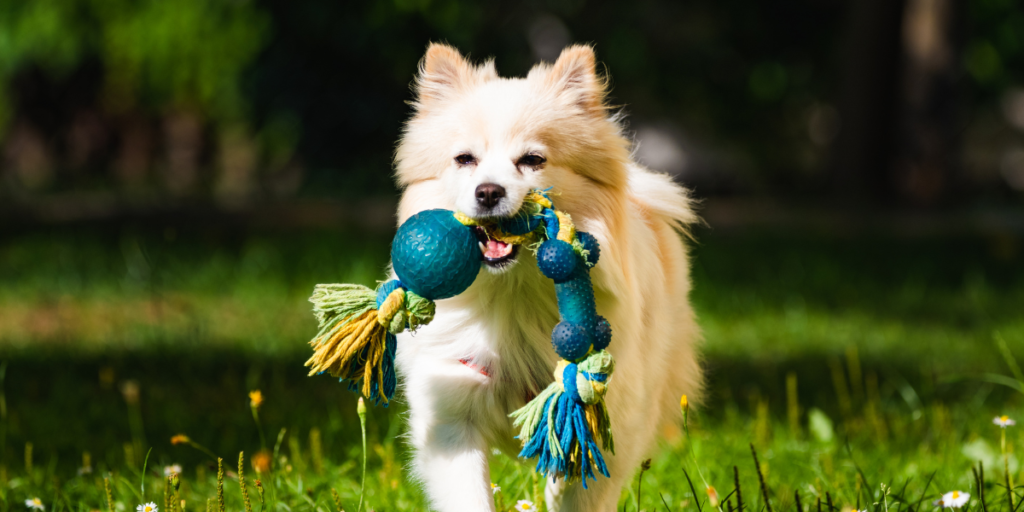 Providencie os itens básicos para cuidar de um cachorro