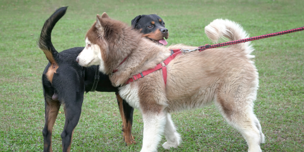 Socialize o seu cachorro desde cedo