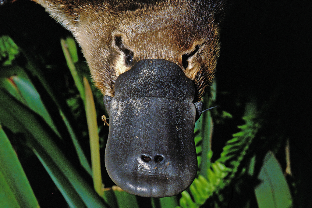 Explorando o Habitat Desse Animal: Dicas para Observação