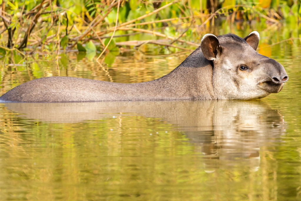 Soluções Efetivas para a Proteção do Mamífero Gigante Brasileiro